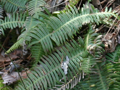 Blechnum niponicum