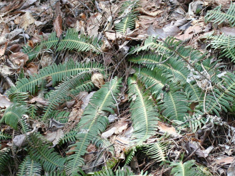 Blechnum niponicum