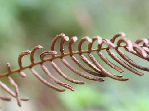 Blechnum niponicum