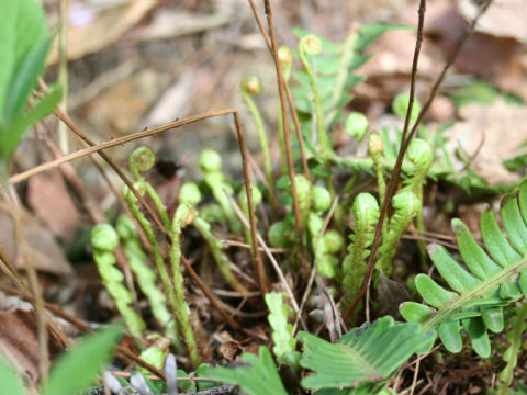 Blechnum niponicum