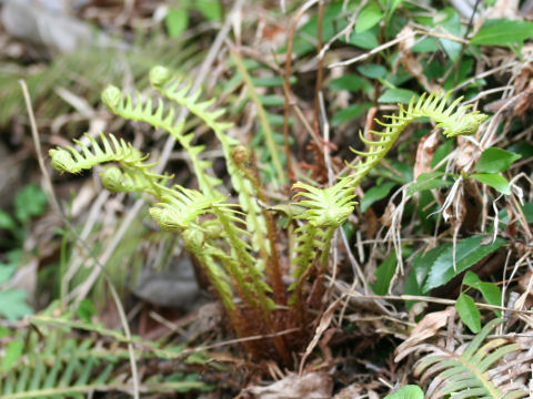 Blechnum niponicum