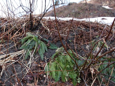 Blechnum niponicum