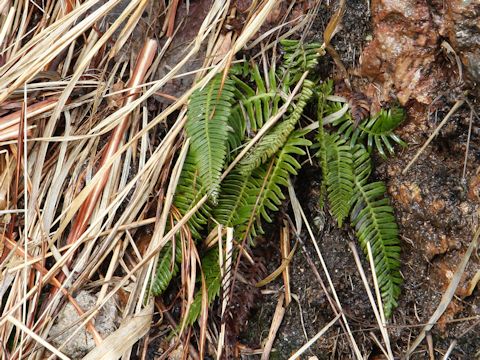 Blechnum niponicum