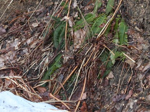 Blechnum niponicum