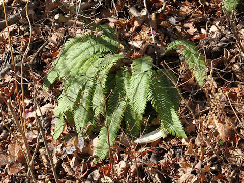 Blechnum niponicum