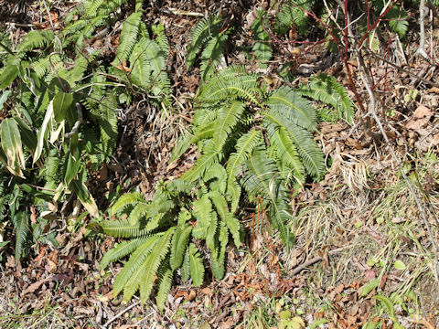 Blechnum niponicum