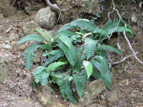 Blechnum niponicum