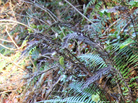 Blechnum niponicum