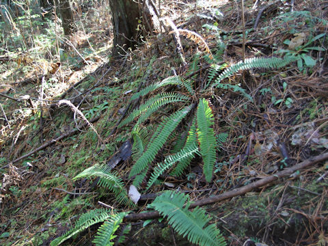 Blechnum niponicum