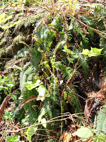 Blechnum niponicum