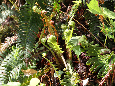 Blechnum niponicum