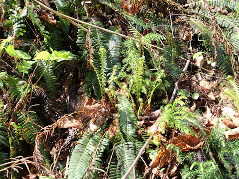 Blechnum niponicum