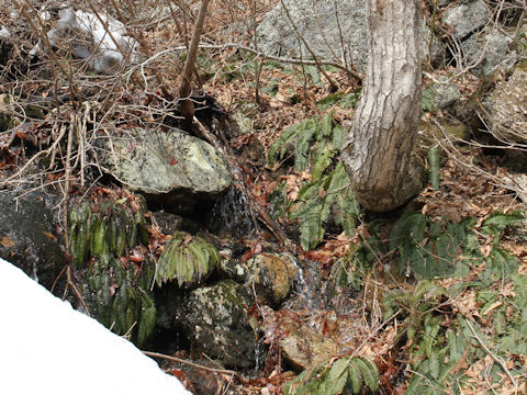 Blechnum niponicum