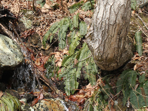 Blechnum niponicum