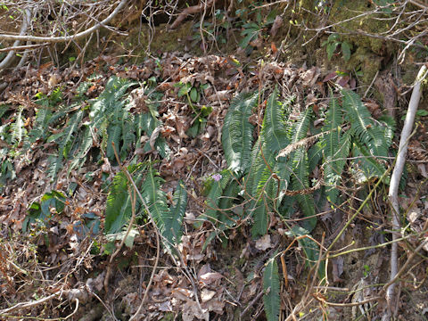 Blechnum niponicum