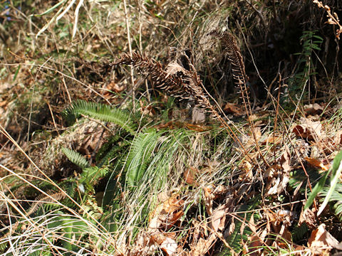 Blechnum niponicum