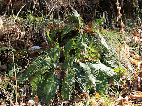 Blechnum niponicum