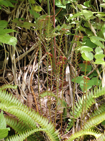 Blechnum niponicum