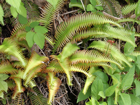 Blechnum niponicum