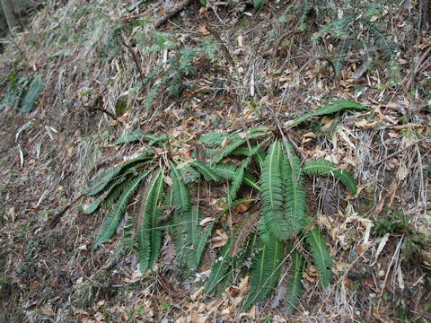 Blechnum niponicum