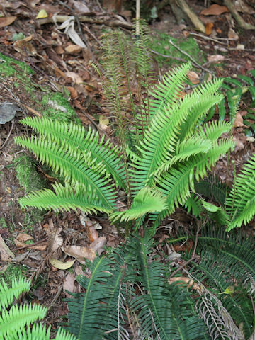 Blechnum niponicum