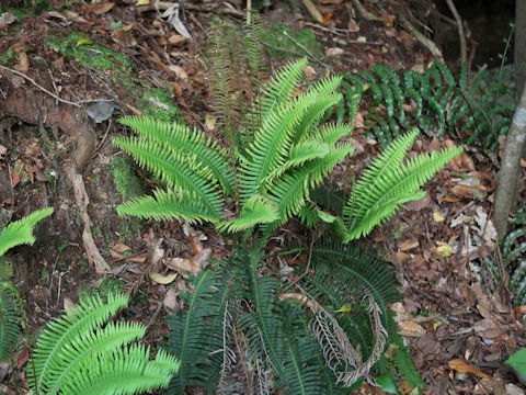Blechnum niponicum