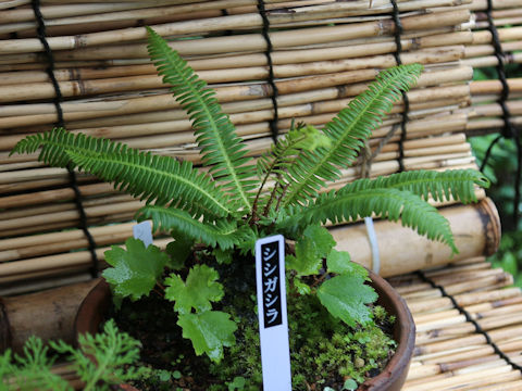 Blechnum niponicum