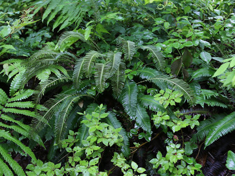 Blechnum niponicum