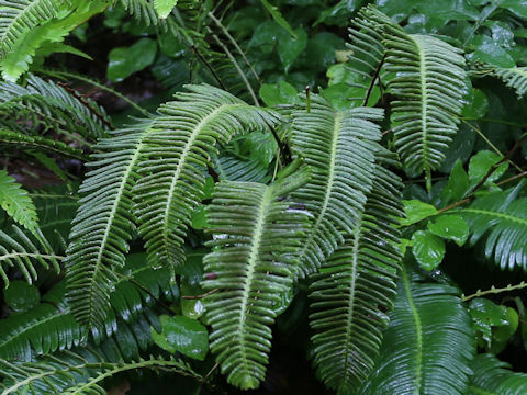 Blechnum niponicum