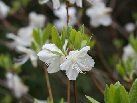 Rhododendron mucronulatum var. albiflorum