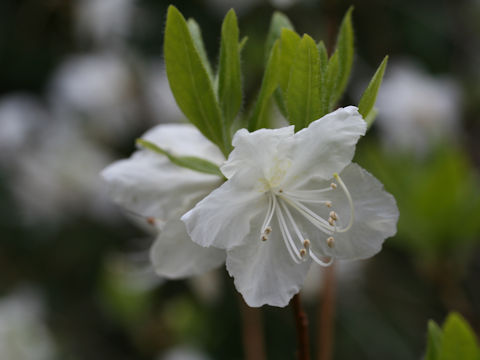 Rhododendron mucronulatum var. albiflorum