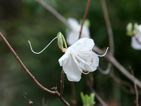 Rhododendron mucronulatum var. albiflorum