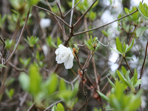 Rhododendron mucronulatum var. albiflorum