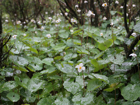 Eomecon chionantha