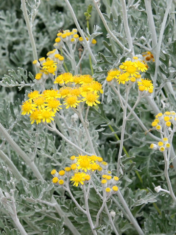 Senecio cineraria