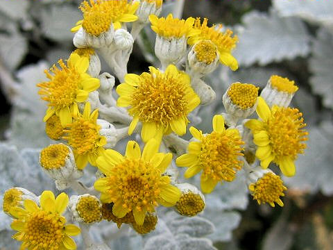 Senecio cineraria