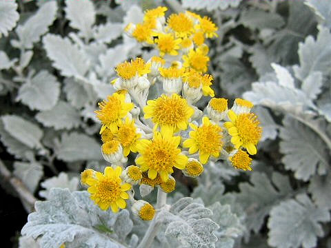 Senecio cineraria