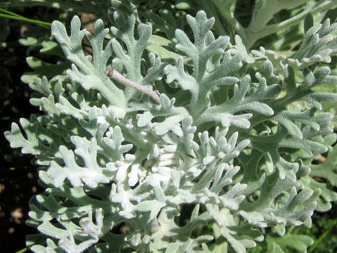 Senecio cineraria