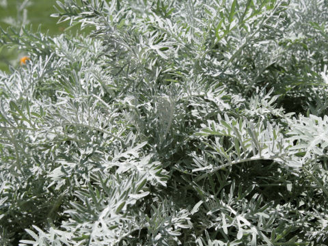 Senecio cineraria