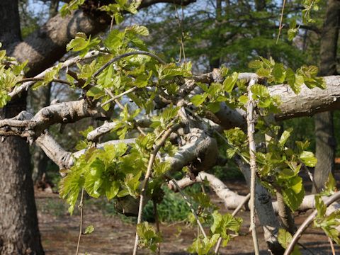 Morus alba f. pendula