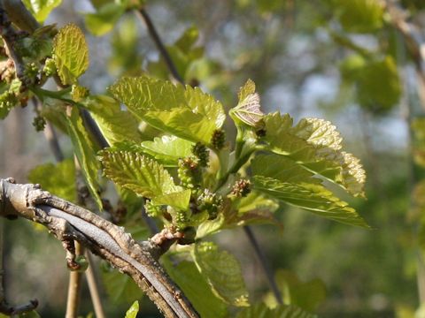 Morus alba f. pendula