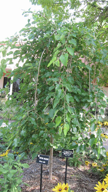 Morus alba f. pendula