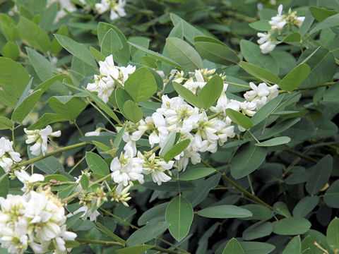 Lespedeza thunbergii var. albiflora