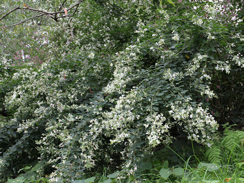 Lespedeza thunbergii var. albiflora