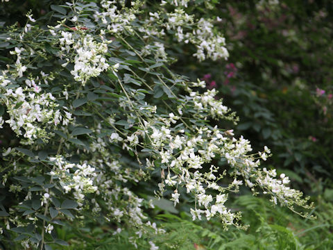 Lespedeza thunbergii var. albiflora