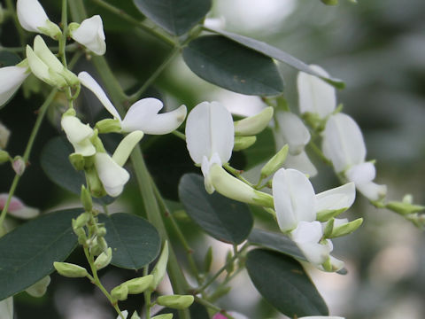 Lespedeza thunbergii var. albiflora