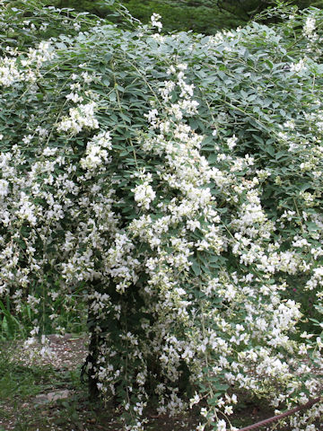 Lespedeza thunbergii var. albiflora