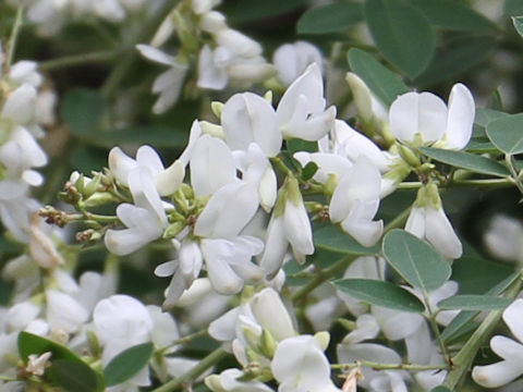 Lespedeza thunbergii var. albiflora