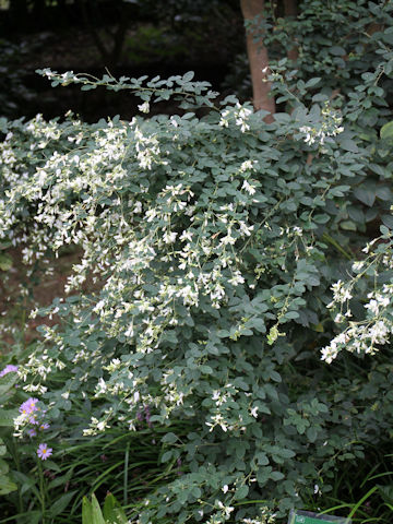 Lespedeza thunbergii var. albiflora