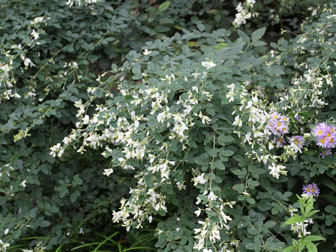 Lespedeza thunbergii var. albiflora